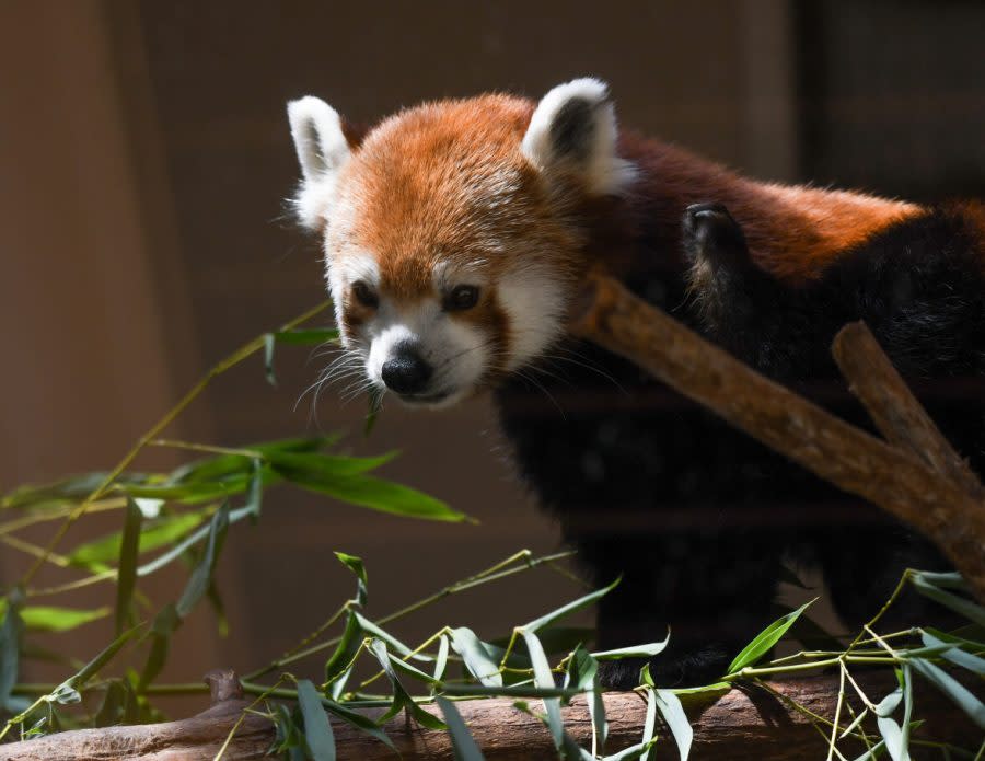 Red panda. Image courtesy OKC Zoo.