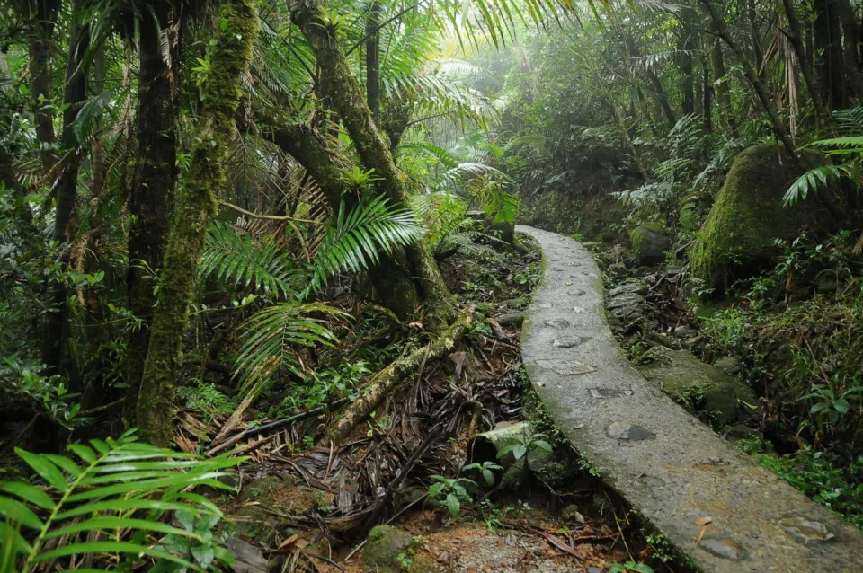 PHOTO: A trail in the rain forest of El Yunque National Forest, Puerto Rico, Jan. 1, 2011. (Diego Cupolo/NurPhoto via Getty Images)