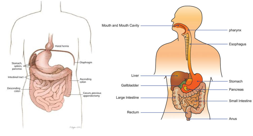 Rose’s organs were a “mirror image” (left) of a regular internal system (right). Source: Oregon Health & Science University and Getty Images