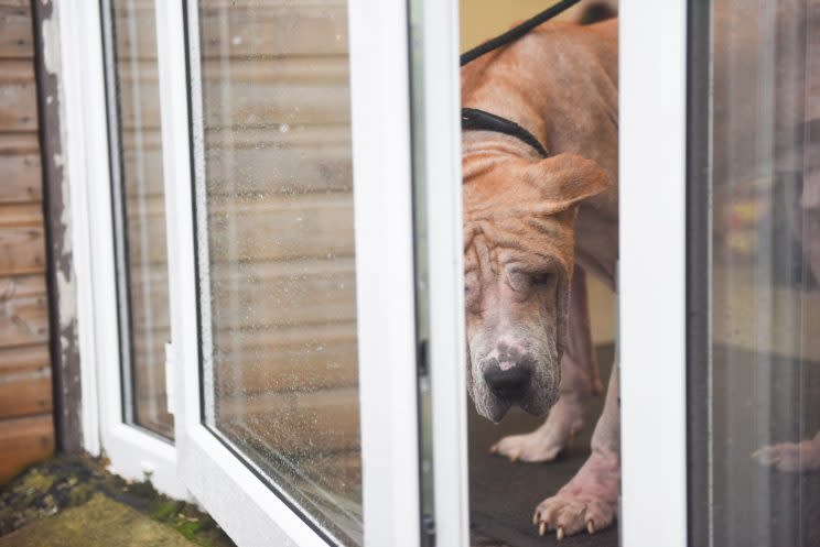 Scared of the rain - Kenny the Pakistani Mastiff (Mercury Press and Media)