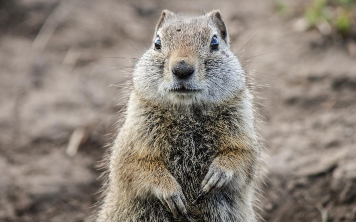 Gopher - Barbara Friedman/Moment RF/Getty Images