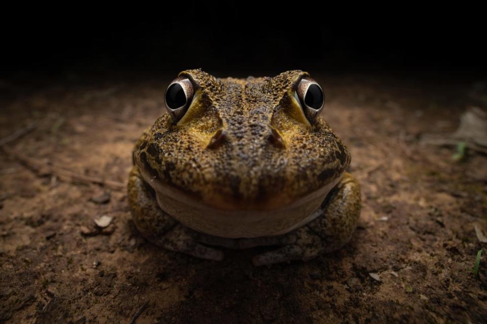 smiley frog