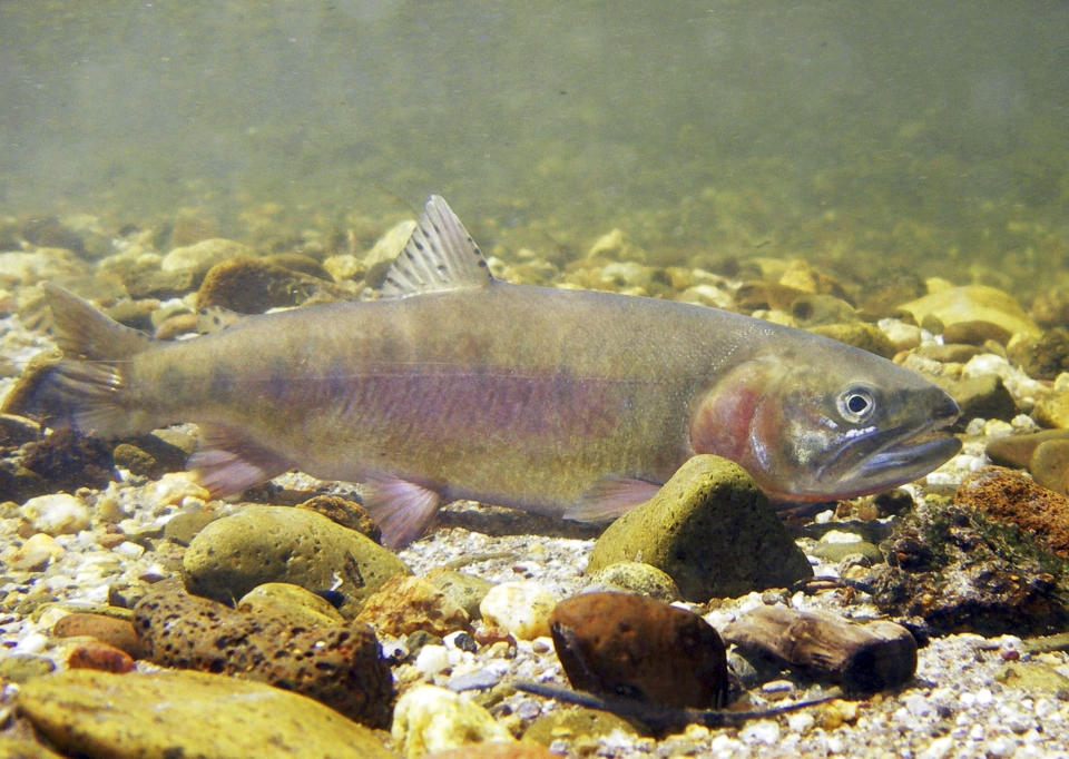 This undated photo provided by the California Department of Fish and Wildlife shows a Paiute cutthroat trout. For the first time in nearly a century, the California trout species will swim in a mountain creek that is its native habitat, marking a major milestone that conservationists hope will lead to a thriving population and removal of its threatened status. About 30 Paiute cutthroat trout will be plucked Wednesday, Sept. 18, 2019 from Coyote Valley Creek and hauled in cans strapped to pack mules about two miles (3.2 kilometers) to be dumped back into a stretch Silver King Creek in Alpine County's Long Valley, where the shimmering species glided through the cold water for thousands of years. (California Department of Fish and Wildlife via AP)