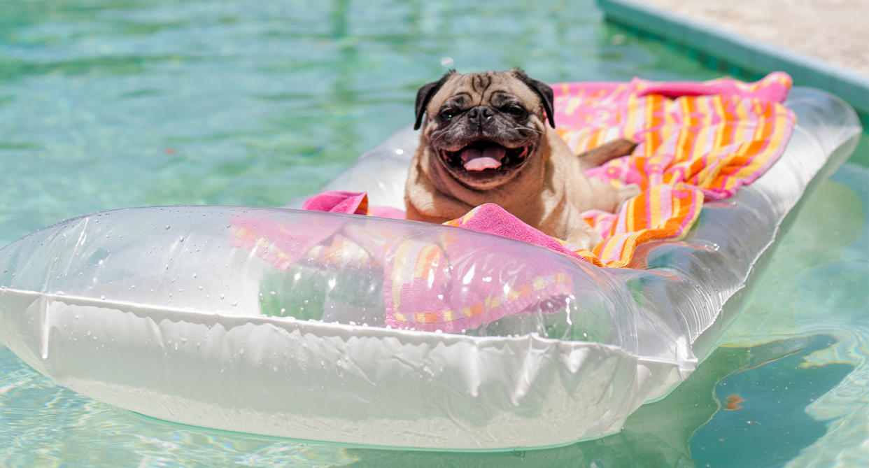Don't forget your furry best friends during the hot weather. (Getty Images)