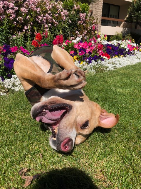 A pit bull rolls on his back. (Michael Levitt / Michael Levitt Productions)