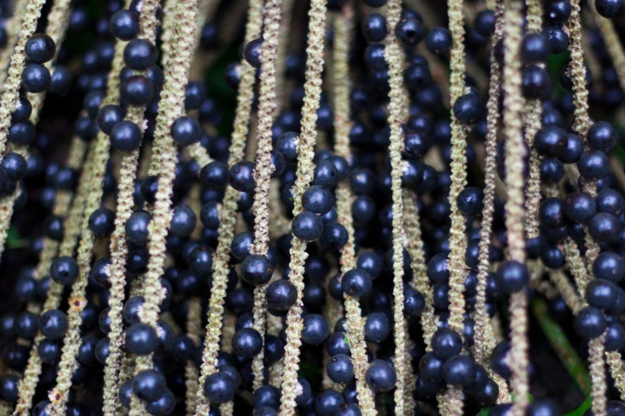 The amazon acai fruit.