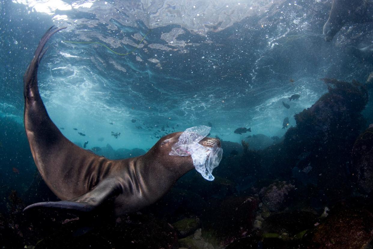 A sea lion pup in the Coronado Islands, Baja California, Mexico