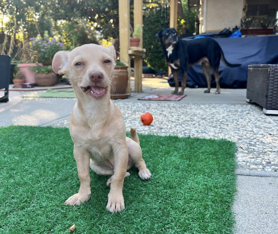 A small dog with a joyful expression sitting on grass with its eyes half-closed and mouth open in a sneeze