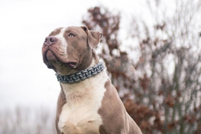 American XL bully owners may be able to keep their dogs, chief vet