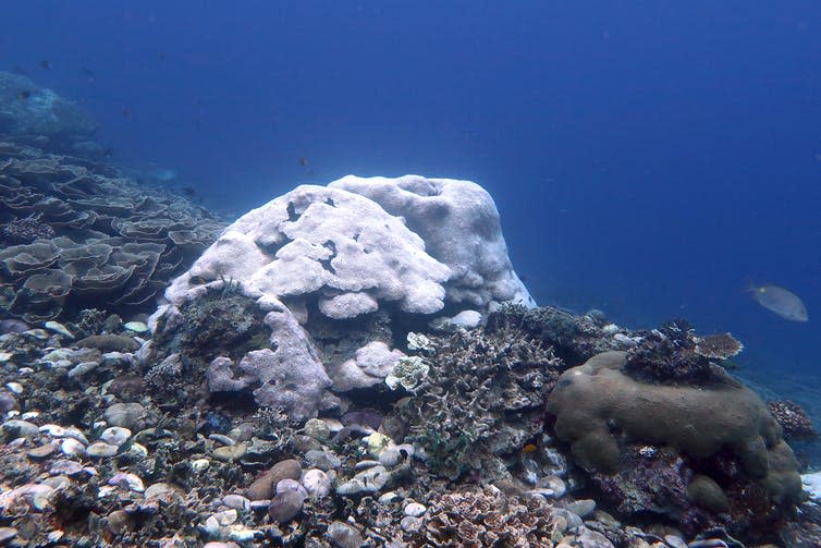 A boulder coral on a reef that has bleached white.