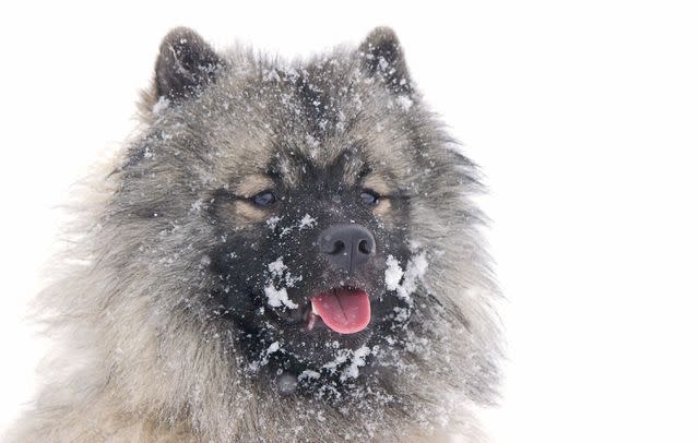 <p>David Edwards / EyeEm / Getty Images</p><p> </p> The Keeshond loves the snow.
