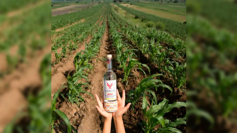 Pox bottle in corn field