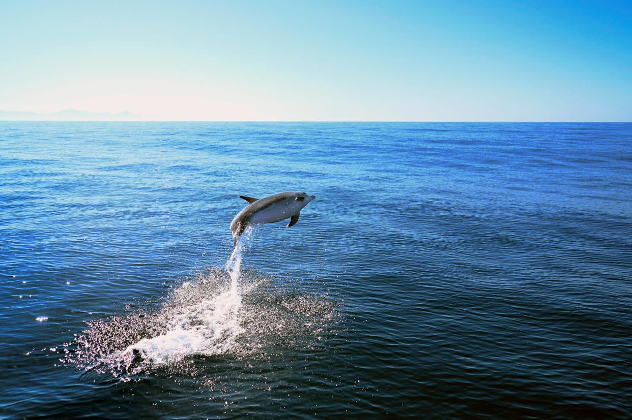 Un dauphin près des côtes brésiliennes (image d’illustration)