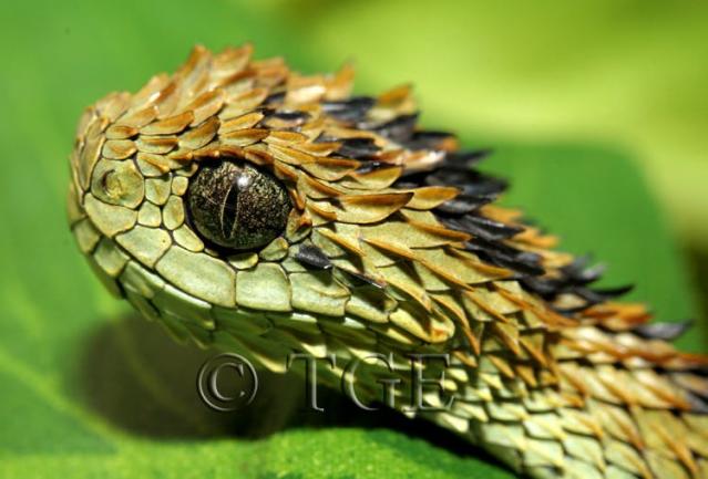 Hairy Bush Viper (Atheris hispida), Uganda 2023. This was the second Hairy  Bush Viper we found, in a second location, on a very…