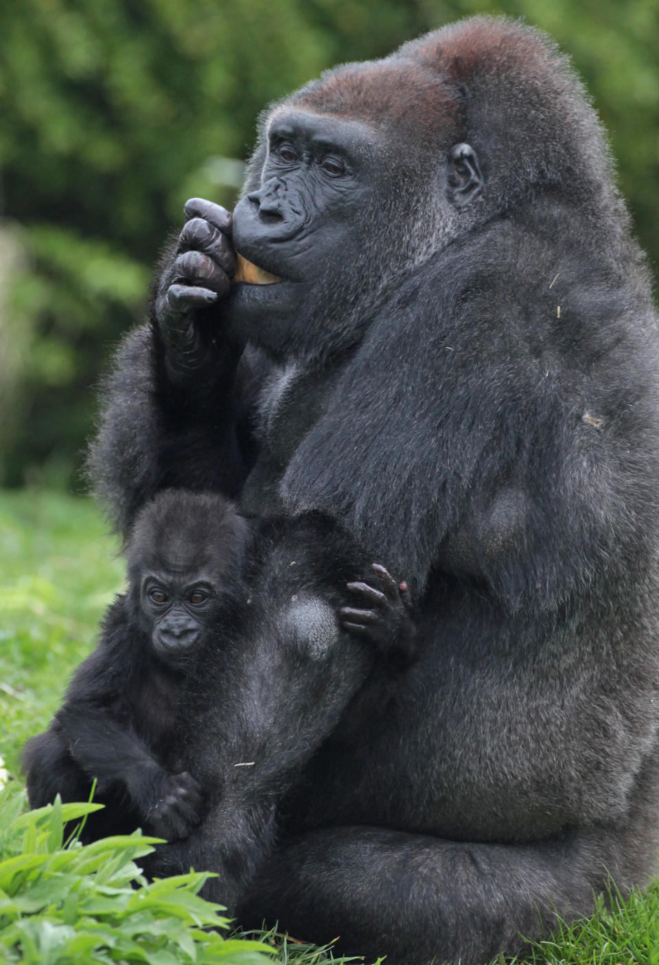 Kukena, Bristol Zoo's Baby Gorilla Starts To Walk