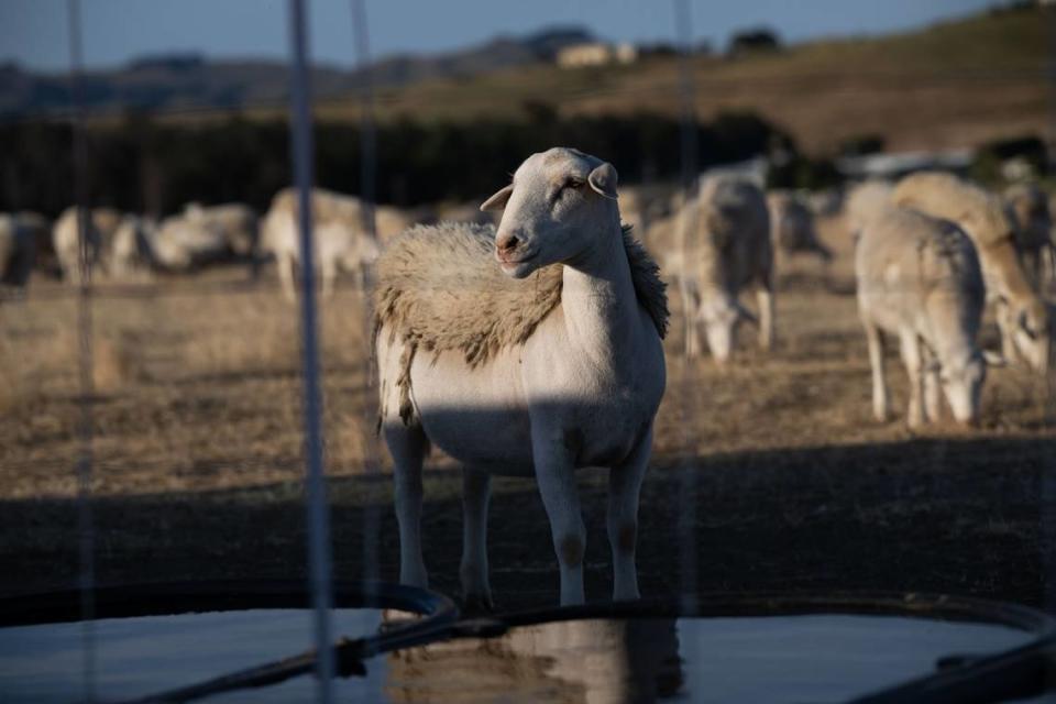 A sheep that belongs to Living Systems Land Management prepares to drink water at American Canyon on June 13. Sheep and goats Goats can graze down fire-fueling vegetation where prescribed burns are too dangerous, pesticides are prohibited and rugged terrain prevents the use of heavy machinery.