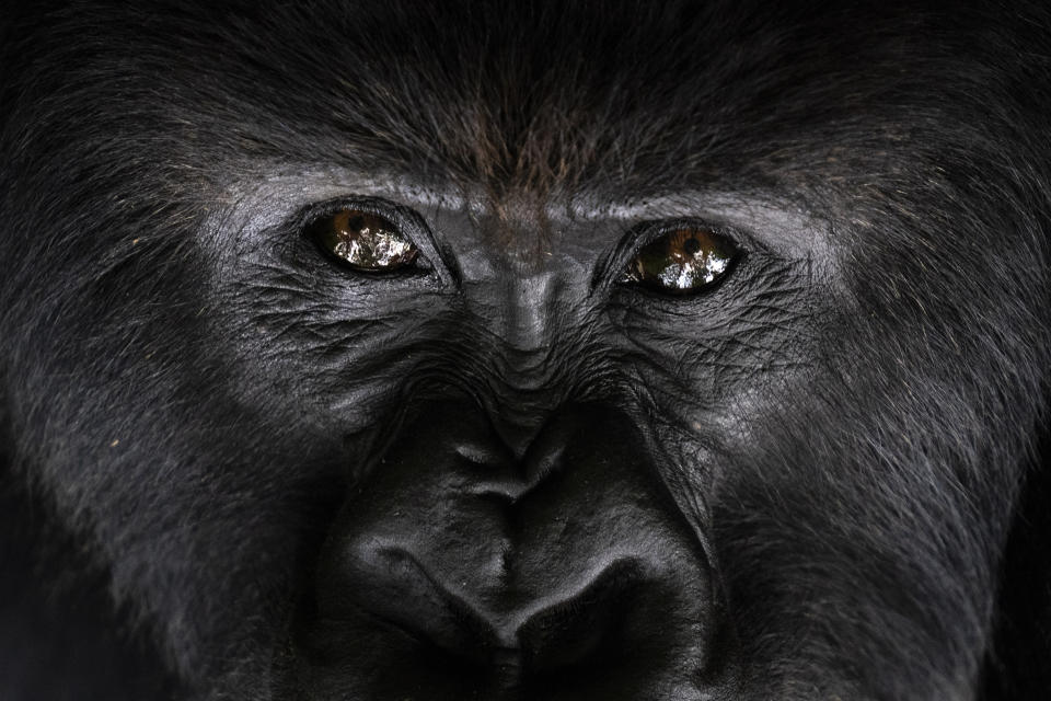 A silverback mountain gorilla named Segasira looks up as he lies under a tree in the Volcanoes National Park, Rwanda, on Sept. 2, 2019. (AP Photo/Felipe Dana)