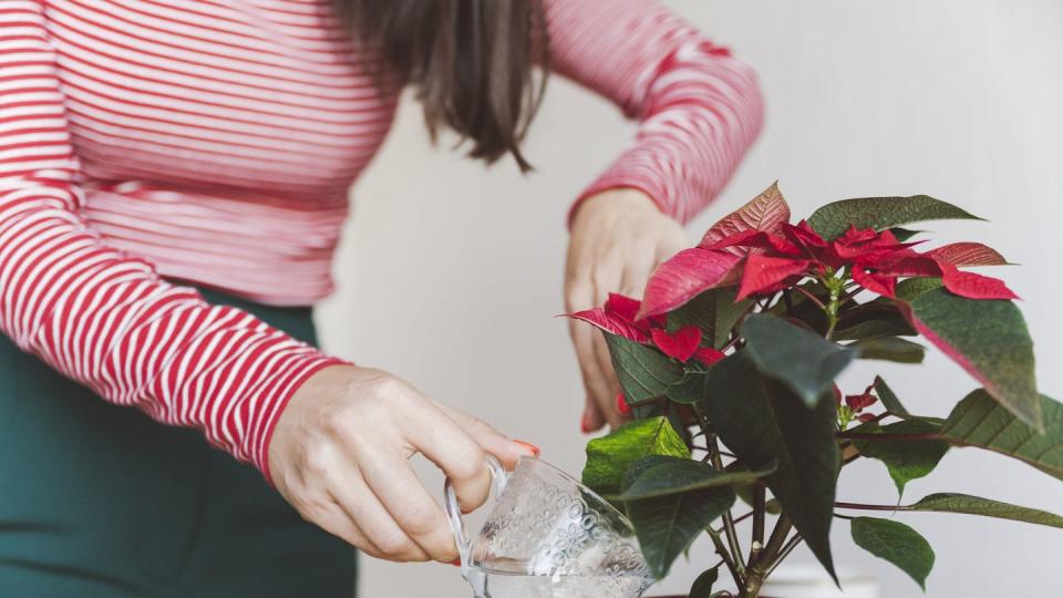 woman watering poinsettia plant while standing at home