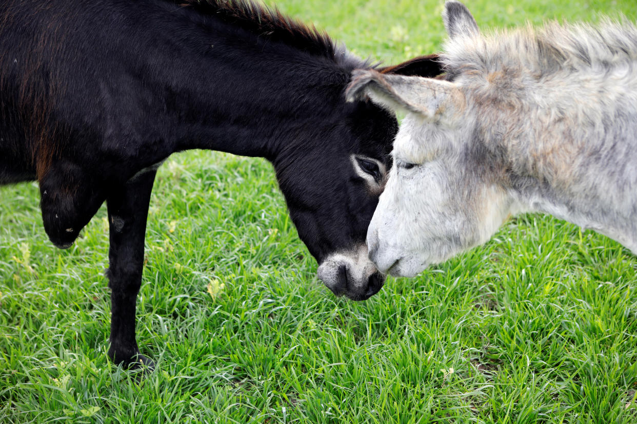 Donkeys named Gili and Miri, interact at "Freedom Farm", which serves as a refuge for mostly disabled animals in Moshav Olesh, Israel. (Photo: Nir Elias/Reuters)