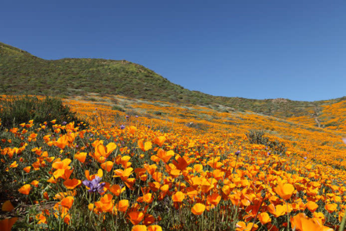 The downside of the super bloom? A massive influx of crowds has overwhelmed a SoCal community