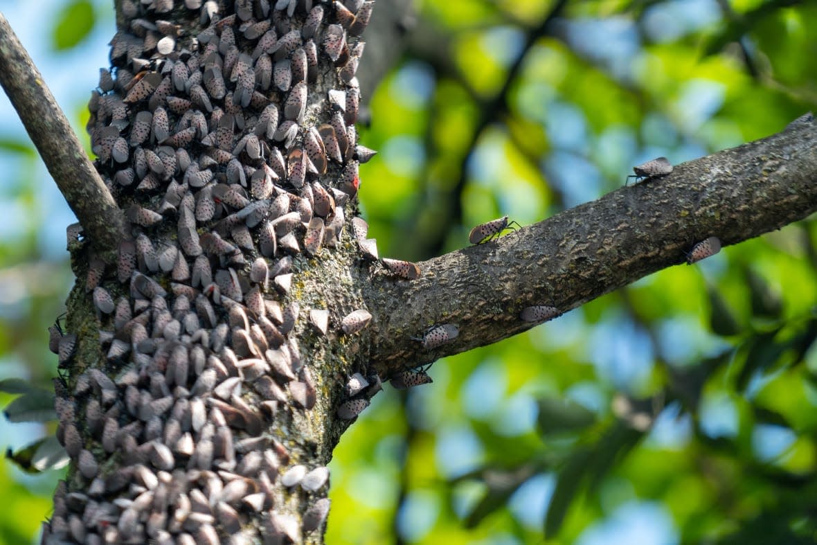 Lantern Flies (Adobe Stock)