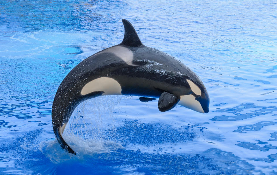 Orca en Loro Parque, Tenerife