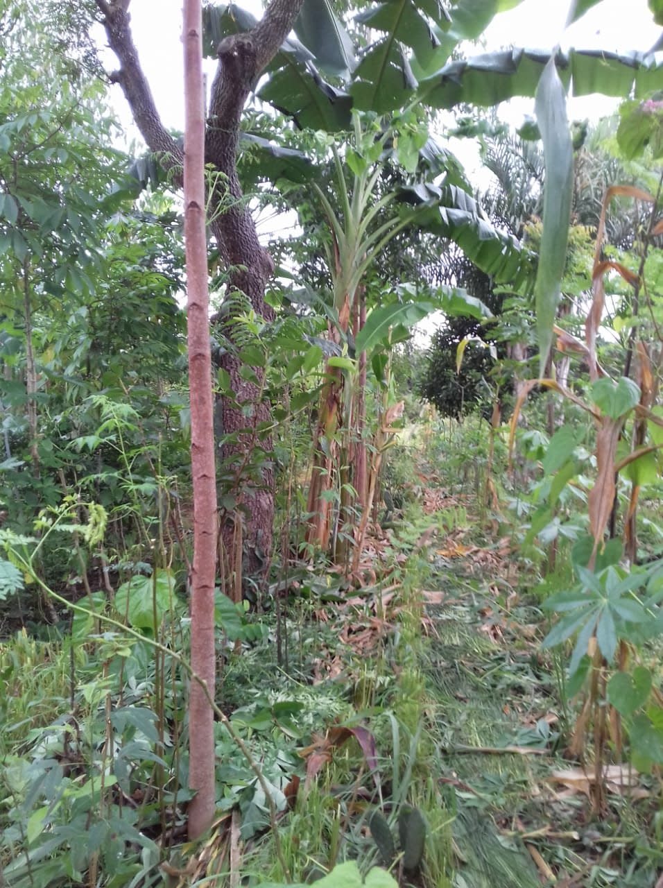 Agrofloresta en la región semiárida de Pernambuco.