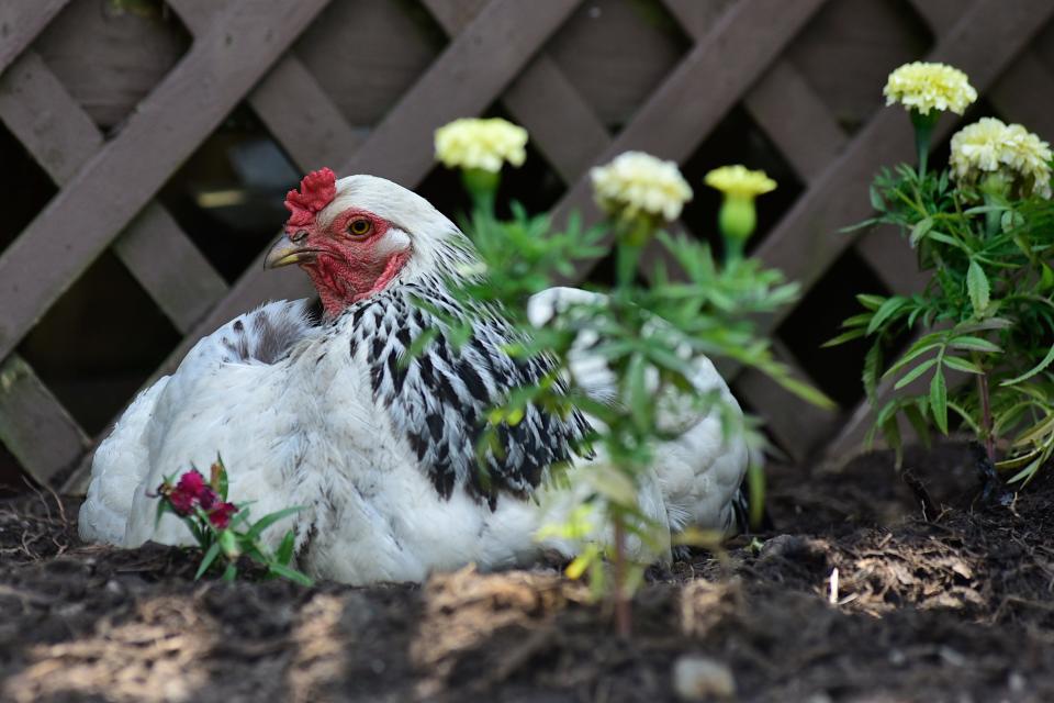 A chicken rests in a shaded flowerbed out of the extreme heat Monday afternoon in North Central Ohio.