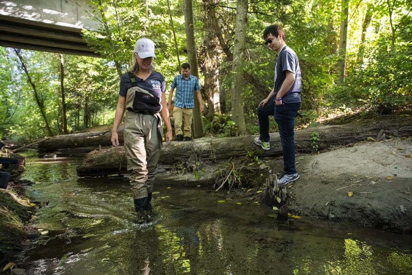 Handout caption: A team led by researchers at the University of Washington Tacoma, UW and Washington State University Puyallup have discovered a chemical that kills coho salmon in urban streams before the fish can spawn. Shown here Jenifer McIntyre (left), an assistant professor at WSU's School of the Environment based in Puyallup; Edward Kolodziej (center), an associate professor in both the UW Tacoma Division of Sciences & Mathematics and the UW Department of Civil & Environmental Engineering; and Zhenyu Tian (right), a research scientist at the Center for Urban Waters at UW Tacoma; and are at Longfellow Creek, an urban creek in the Seattle area. Credit: Mark Stone/University of Washington