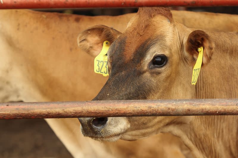 Burps to burgers: food companies wrangle climate-warming cattle emissions