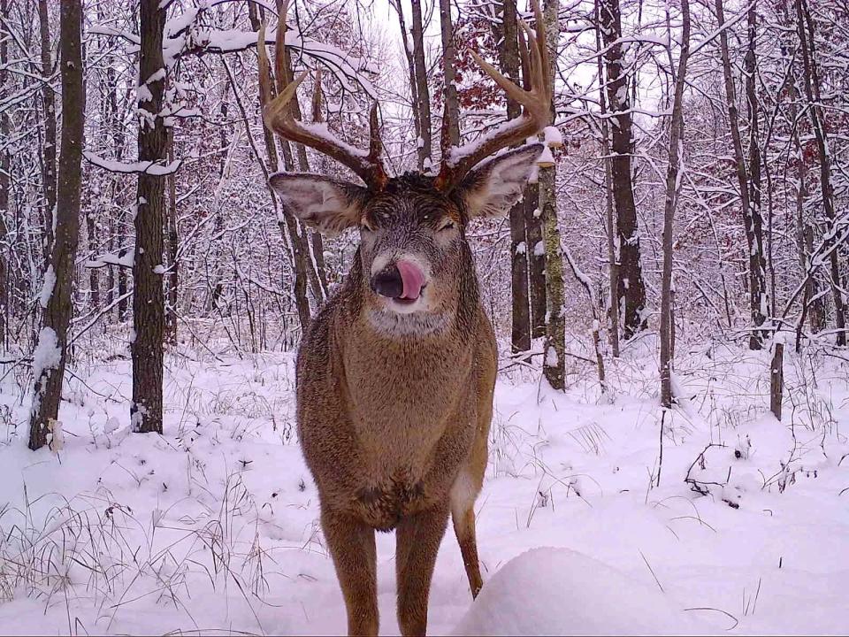 A white-tailed deer in Wood County licks its nose on a trail cam image captured as part of the Snapshot Wisconsin project.