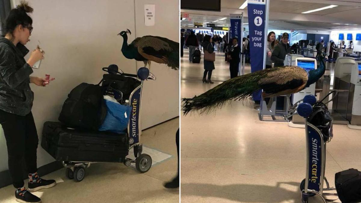 Womans Emotional Support Peacock Not Allowed On United Flight 8110