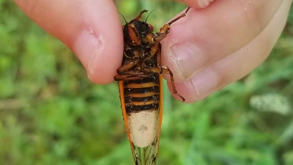 Forscher halten eine Zikade, die mit dem Pilz Massospora cicadina infiziert ist.  - Mit freundlicher Genehmigung von Angie Macias/WVU