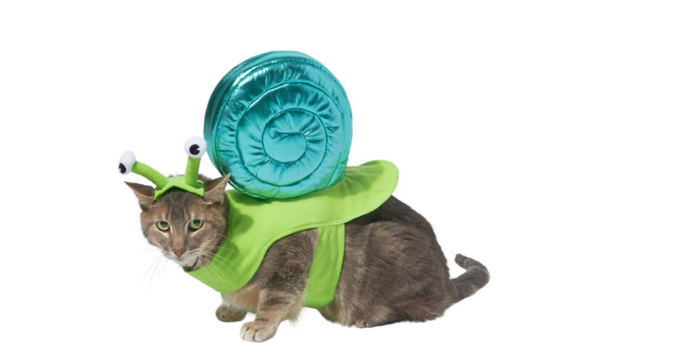 <p><a href="https://go.redirectingat.com?id=74968X1596630&url=https%3A%2F%2Fwww.chewy.com%2Ffrisco-snail-dog-cat-costume%2Fdp%2F242129&sref=https%3A%2F%2Fwww.thepioneerwoman.com%2Fholidays-celebrations%2Fg44495776%2Fhalloween-costumes-for-cats%2F" rel="nofollow noopener" target="_blank" data-ylk="slk:Shop Now;elm:context_link;itc:0;sec:content-canvas" class="link ">Shop Now</a></p><p>Snail Cat Costume</p><p>$15.59</p><p>chewy.com</p><span class="copyright">Chewy</span>