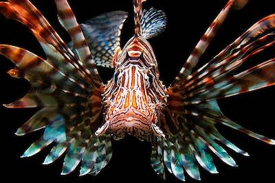 Lionfish have venomous spines that protect them against predators. <a href="https://flic.kr/p/u8LkfH" rel="nofollow noopener" target="_blank" data-ylk="slk:Florida Fish and Wildlife;elm:context_link;itc:0;sec:content-canvas" class="link ">Florida Fish and Wildlife</a>, <a href="http://creativecommons.org/licenses/by-nd/4.0/" rel="nofollow noopener" target="_blank" data-ylk="slk:CC BY-ND;elm:context_link;itc:0;sec:content-canvas" class="link ">CC BY-ND</a>
