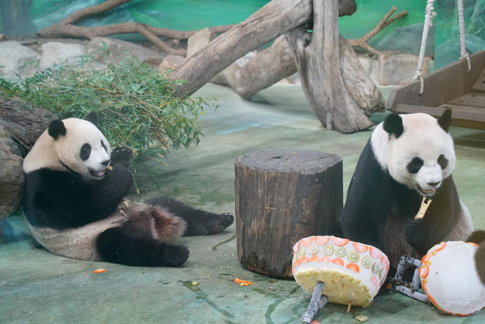 圓圓和圓寶吃蛋糕的模樣超萌。（圖／台北市立動物園提供）