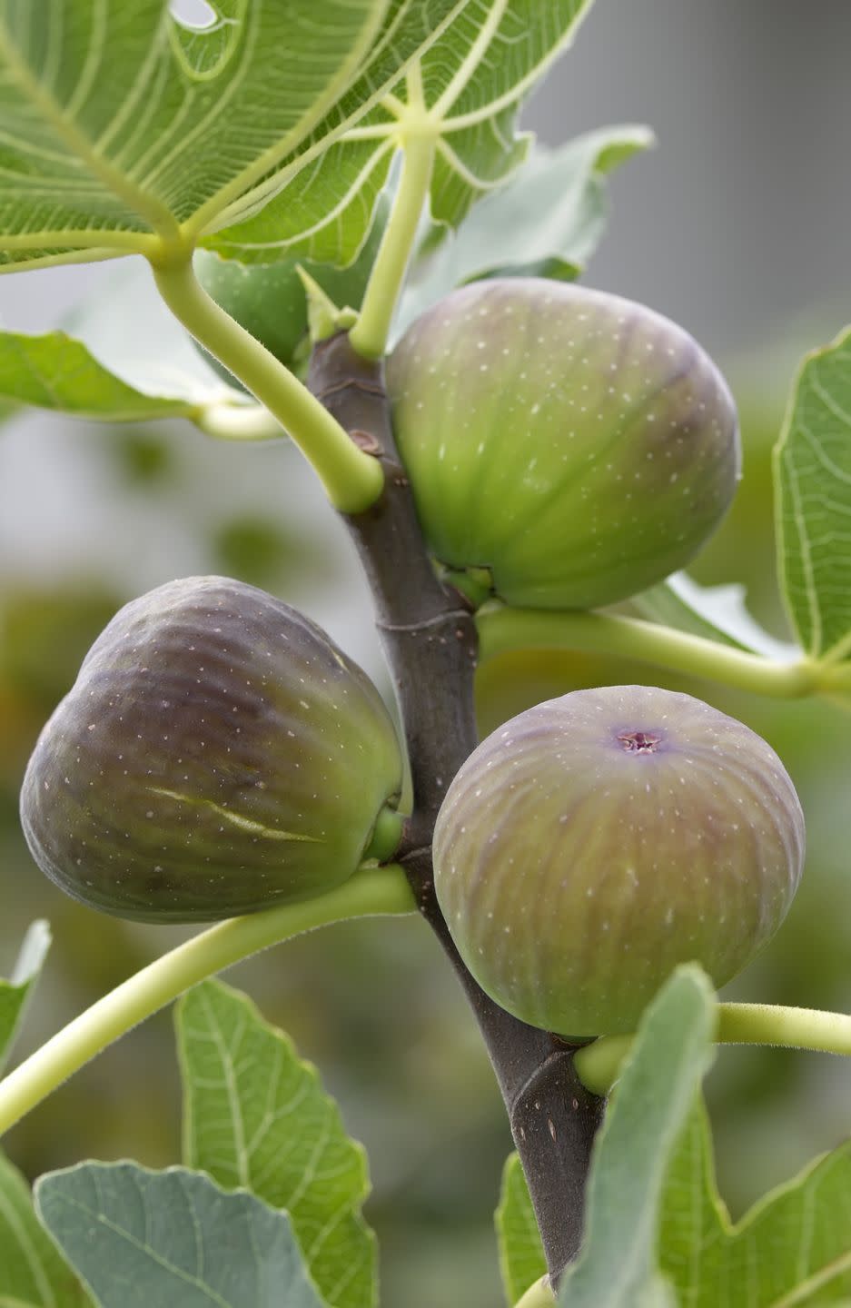 4) Fig