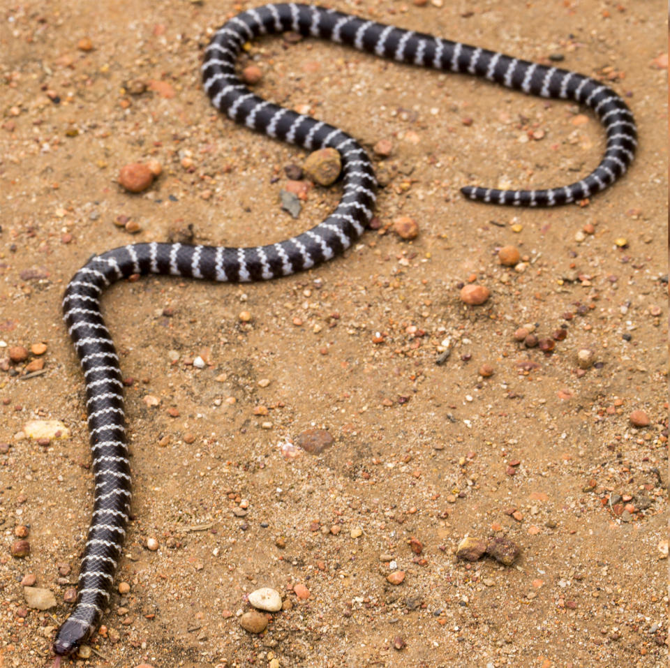 A new species of bandy-bandy snake called the Vermicella parscauda has been discovered in Weipa, Cape York, Queensland. Source: Supplied/ Bryan Fry