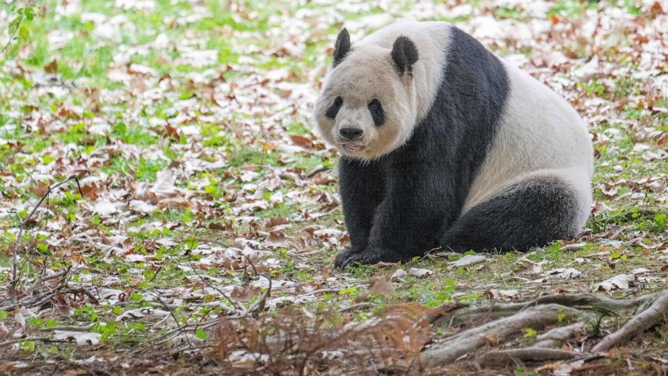 PHOTO: Giant Panda Tian Tian rests in its enclosure at the Smithsonian's National Zoo in Washington, D.C., Nov. 7, 2023, on the pants final day of viewing before returning to China. (Jim Watson/AFP via Getty Images)