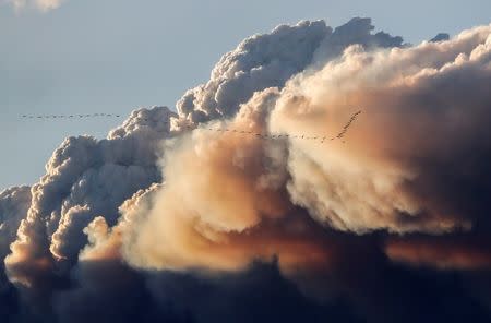 A flock of birds fly as smoke billows from the Fort McMurray wildfires in Kinosis, Alberta, Canada, May 5, 2016. REUTERS/Mark Blinch