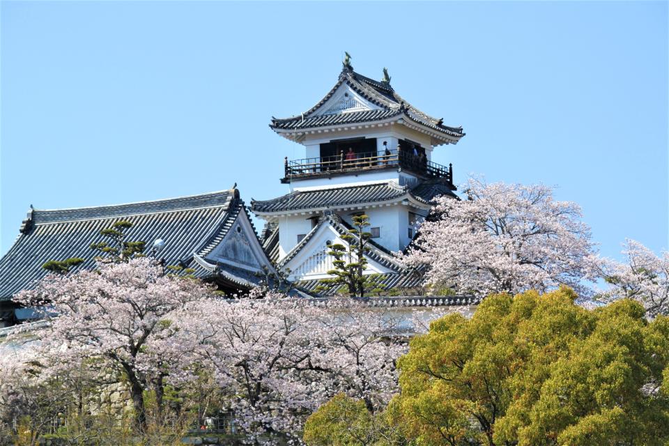 位在高知縣的「高知城」，是日本知名的觀光景點，一年四季都是值得賞玩的好所在。（圖：燦星旅遊提供）