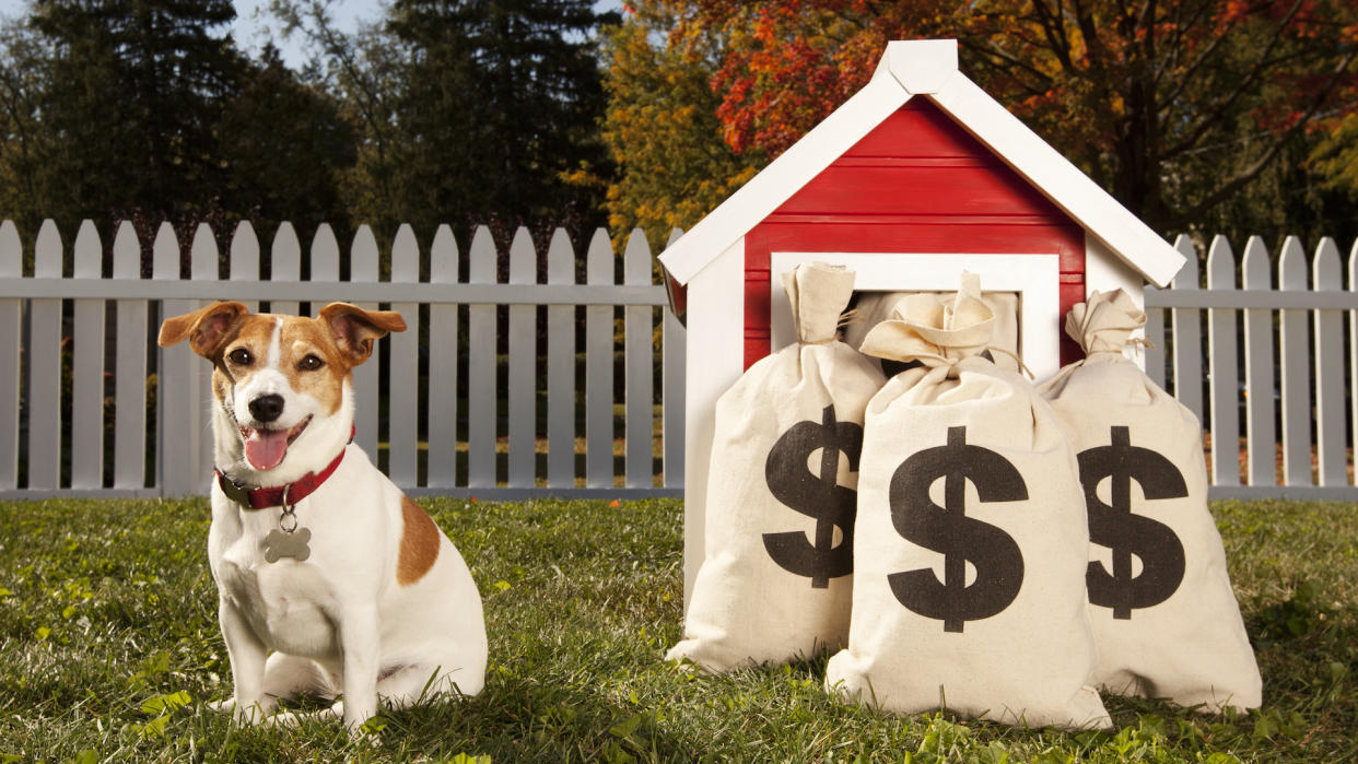 Jack Russell outside kennel with bags of dollars