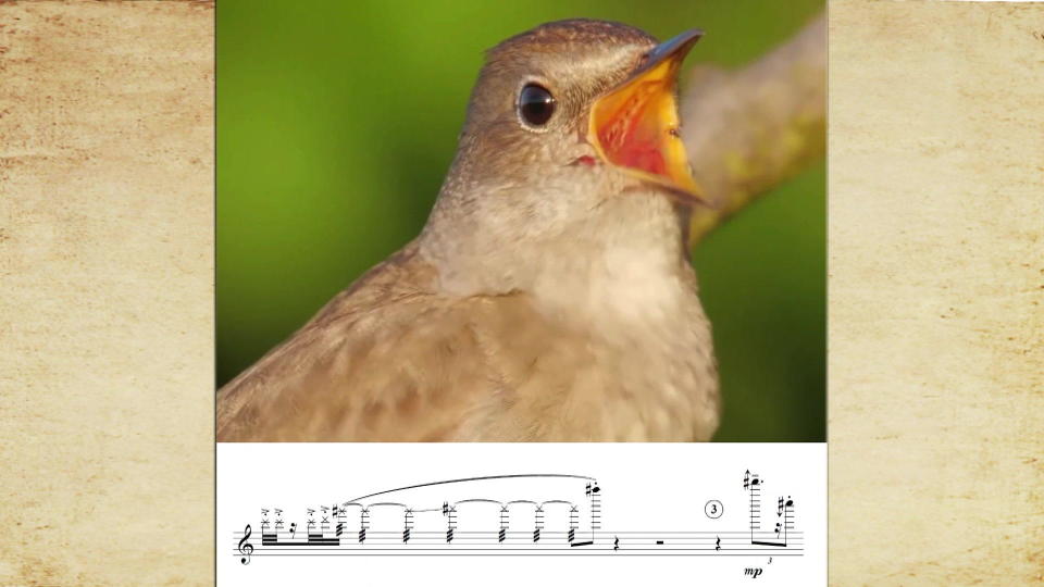 Alexander Liebermann is incorporating the musicality of bird songs in his own compositions.  / Credit: CBS News