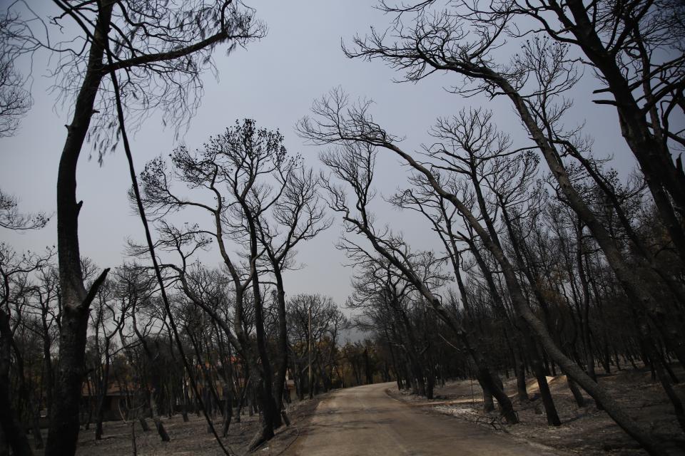 A view of the burnt forest after a wildfire in Varibobi area, northern Athens, Thursday, Aug. 5, 2021. Forest fires fueled by a protracted heat wave in Greece raged into Thursday, forcing the evacuation of dozens of villages as firefighters managed to prevent the flames from reaching the archaeological site at the birthplace of the ancient Olympics. (AP Photo/Lefteris Pitarakis)