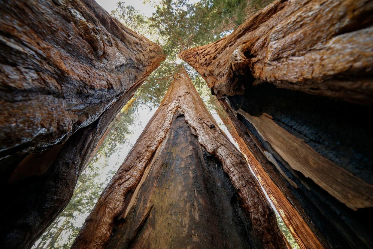 Giant sequoia trees can reach upwards of 300 feet tall and live as long as 3,400 years, according to Sequoia and Kings Canyon National Parks.