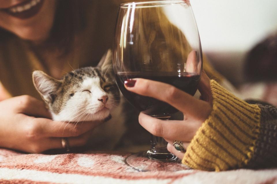 National Drink Wine With Your Cat Week Is an Arbitrary Holiday That Actually Matters 