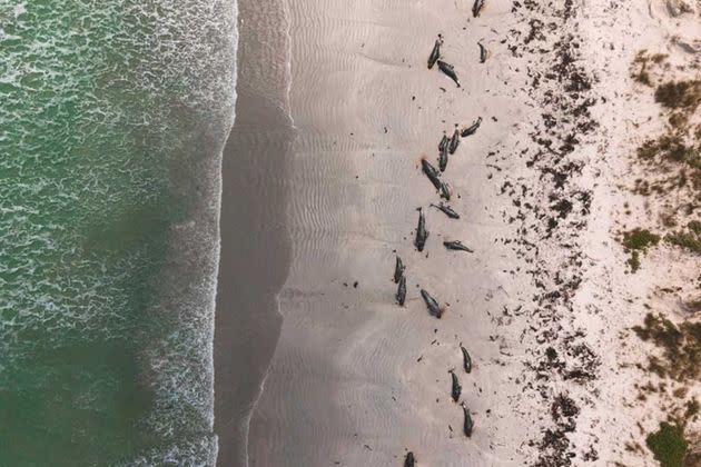 2020 11 25T095238Z 1667607820 RC29AK9A80A1 RTRMADP 3 NEWZEALAND WHALES STRANDING