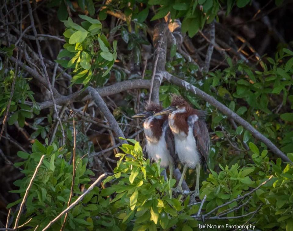 Dos polluelos tricolores, nacidos y criados en la colonia de la antigua propiedad de 168 acres del Calusa Country Club en Kendall. Los reguladores medioambientales del condado confirmaron que había seis garzas tricolores en la propiedad y que había que protegerlas de la construcción, ya que el estado ha dicho que las aves están en peligro. GL Homes había planeado construir una urbanización de 550 viviendas en el lugar. Dijo que presentaría nuevos planes al condado.