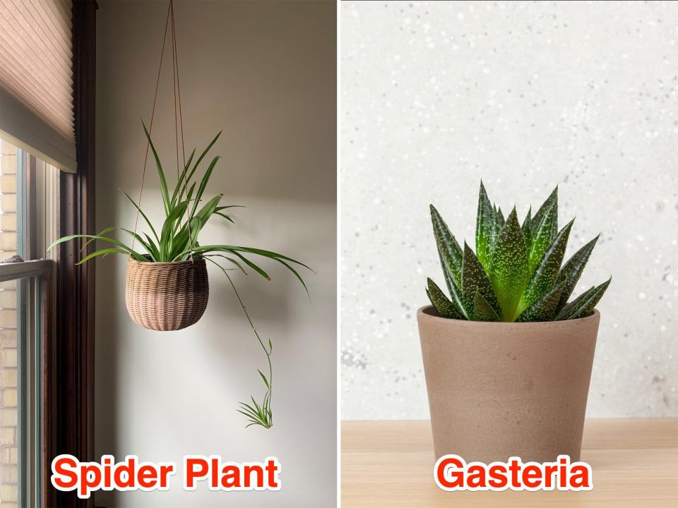 Left: A Hanging Spider Plant next to a window. Right: A close-up of a Gasteria on a wooden table.