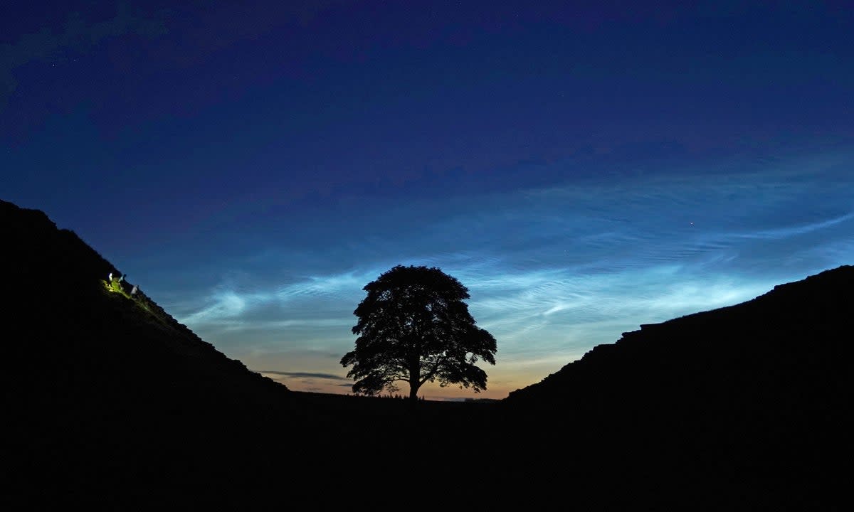 Rare noctilucent clouds appear over the  tree on Hadrian's Wall in Northumberland (Owen Humphreys/PA Wire/PA Images)